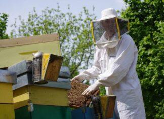 Apicoltura sarà protagonista nella prossima PAC