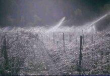 “Lambrusco e Parmigiano Reggiano sono fortezze Suini sull’ottovolante, frutticoltura a rischio estinzione”