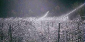 “Lambrusco e Parmigiano Reggiano sono fortezze Suini sull’ottovolante, frutticoltura a rischio estinzione”