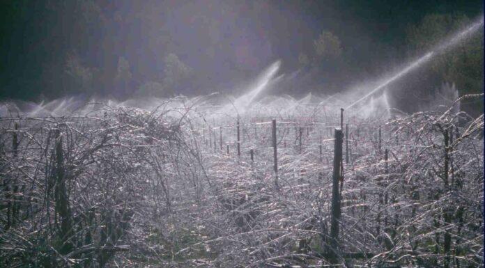 “Lambrusco e Parmigiano Reggiano sono fortezze Suini sull’ottovolante, frutticoltura a rischio estinzione”