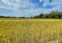 Cereali e dintorni. Incomprensibile. Il grano scende nonostante la crisi ucraina.
