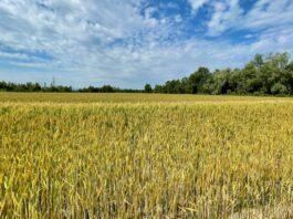 Cereali e dintorni. Incomprensibile. Il grano scende nonostante la crisi ucraina.