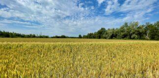 Cereali e dintorni. Incomprensibile. Il grano scende nonostante la crisi ucraina.