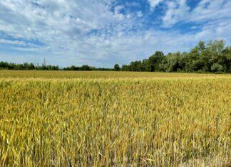 Cereali e dintorni. Incomprensibile. Il grano scende nonostante la crisi ucraina.