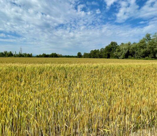 Cereali e dintorni. Incomprensibile. Il grano scende nonostante la crisi ucraina.