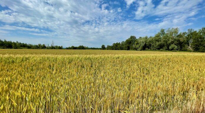 Cereali e dintorni. Incomprensibile. Il grano scende nonostante la crisi ucraina.