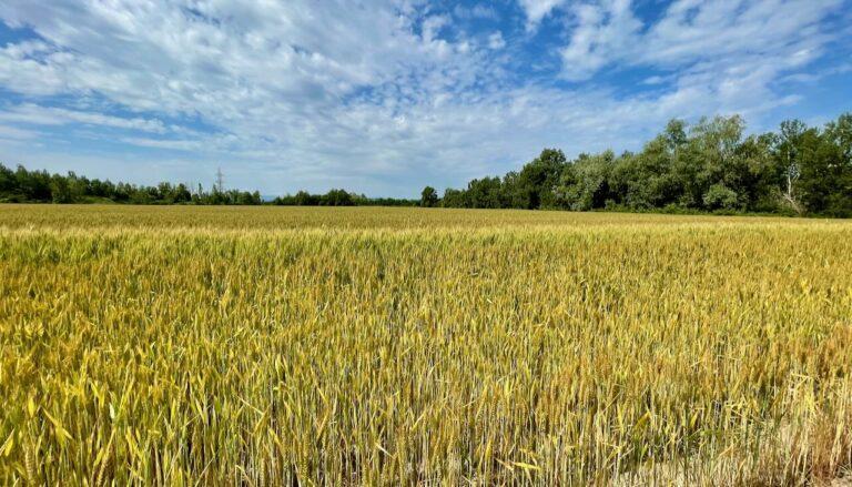 Cereali e dintorni. Incomprensibile. Il grano scende nonostante la crisi ucraina.