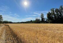 Cereali e dintorni. Si diceva: “Estòte parati”. Verso i valori del 2012.