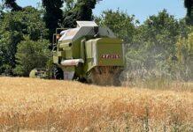 Cereali e dintorni. Guerra e … Pace?