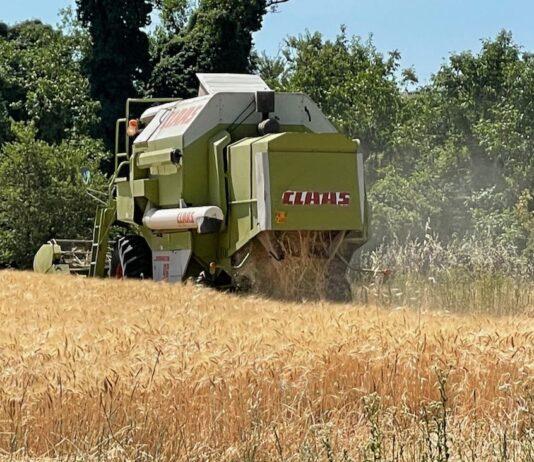 Cereali e dintorni. Qualche segnale positivo.