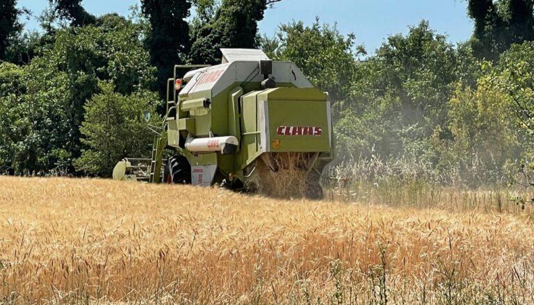 Cereali e dintorni. Qualche segnale positivo.