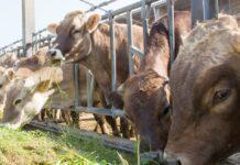 Prezzi sostenuti alla stalla stimolano l’offerta di latte (CLAL)