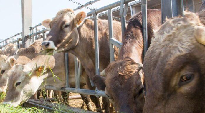 Prezzi sostenuti alla stalla stimolano l’offerta di latte (CLAL)