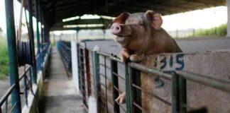 Abbattimento suini, le associazioni animaliste insorgono. Aperta petizione.