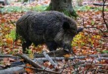 Peste suina: Cesari (Provincia Parma) chiede la collaborazione dei cacciatori