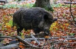 Peste suina: Cesari (Provincia Parma) chiede la collaborazione dei cacciatori