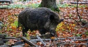 Peste suina: Cesari (Provincia Parma) chiede la collaborazione dei cacciatori