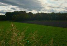 Cereali e dintorni. Stock ridotti e fondi fortemente coinvolti nel mondo delle Commodities