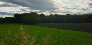 Cereali e dintorni. Stock ridotti e fondi fortemente coinvolti nel mondo delle Commodities