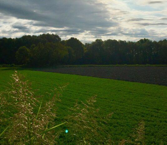 Cereali e dintorni. Stock ridotti e fondi fortemente coinvolti nel mondo delle Commodities