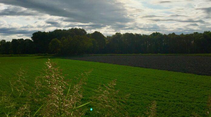 Cereali e dintorni. Stock ridotti e fondi fortemente coinvolti nel mondo delle Commodities
