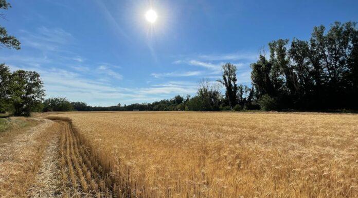 Caro-materie prime, da UniCredit 1 miliardo a supporto delle imprese agricole italiane