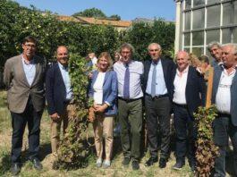 La vigna in città