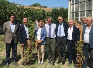 La vigna in città