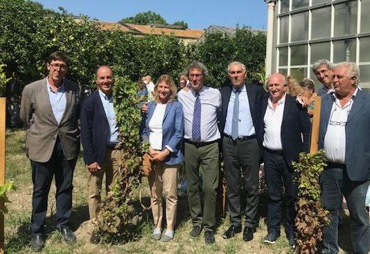 La vigna in città