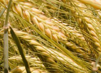 Cereali e dintorni. In attesa dei colloqui in Turchia tra Russi e Turchi