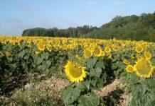 Il futuro dell’agricoltura nel XXI secolo: un delicato momento da analizzare doverosamente