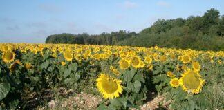 Il futuro dell’agricoltura nel XXI secolo: un delicato momento da analizzare doverosamente