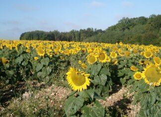 Il futuro dell’agricoltura nel XXI secolo: un delicato momento da analizzare doverosamente