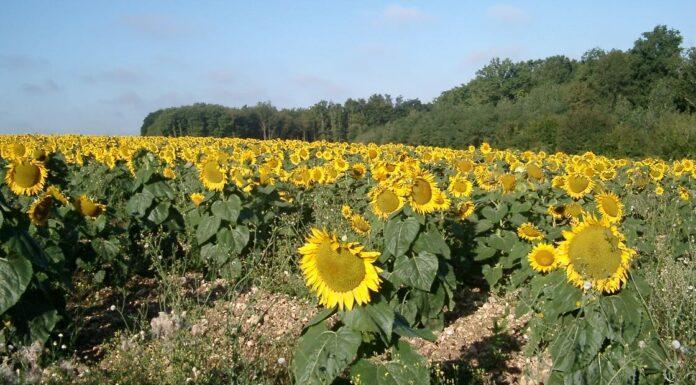 Il futuro dell’agricoltura nel XXI secolo: un delicato momento da analizzare doverosamente
