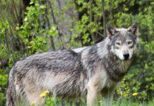 Primo monitoraggio nazionale del lupo: circa 3.300 esemplari in Italia