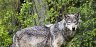 Primo monitoraggio nazionale del lupo: circa 3.300 esemplari in Italia