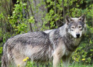Primo monitoraggio nazionale del lupo: circa 3.300 esemplari in Italia