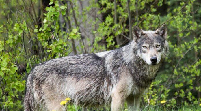 Primo monitoraggio nazionale del lupo: circa 3.300 esemplari in Italia