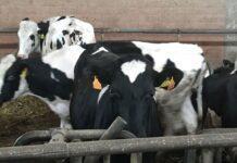 Zootecnia sostenibile