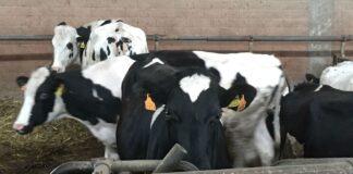 Zootecnia sostenibile