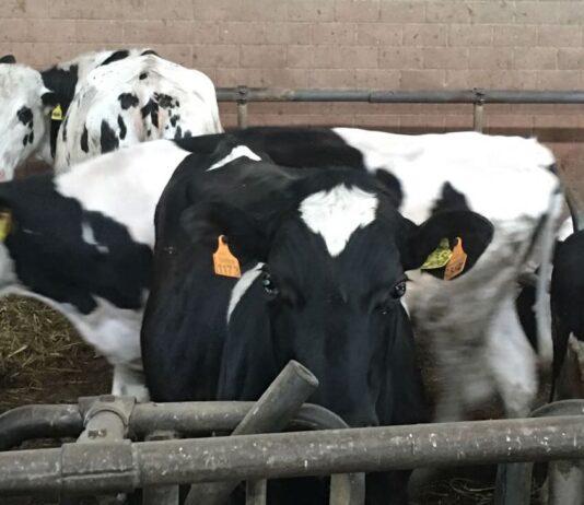 Agricoltura, Gallinella (M5S): serve nomina commissario per fronteggiare emergenza brucellosi