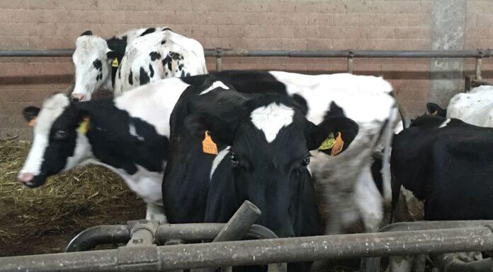 Agricoltura, Gallinella (M5S): serve nomina commissario per fronteggiare emergenza brucellosi