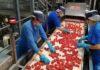 Pomodoro, Conserve Italia assume 1.150 stagionali