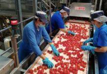 Pomodoro, Conserve Italia assume 1.150 stagionali