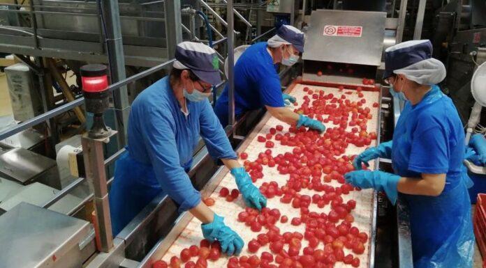 Pomodoro, Conserve Italia assume 1.150 stagionali