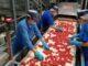 Pomodoro, Conserve Italia assume 1.150 stagionali