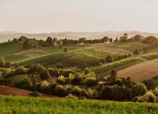 “Terra Emilia”: nelle enoteche di Bologna, i vini Colli Bolognesi