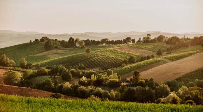 “Terra Emilia”: nelle enoteche di Bologna, i vini Colli Bolognesi