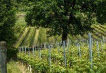 EBB 2016 e PAROSÉ 2016 MOSNEL: DEBUTTA LA NUOVA ANNATA