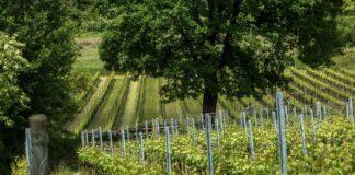 EBB 2016 e PAROSÉ 2016 MOSNEL: DEBUTTA LA NUOVA ANNATA